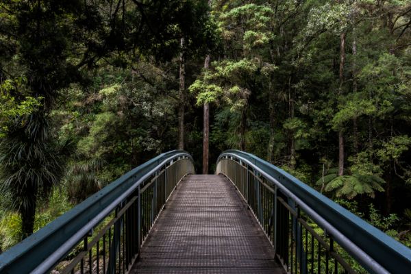 img forest